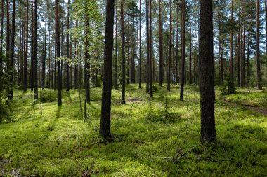 Sihirli peri masalı ormanı. Orman terapisi ve stredd yardım.