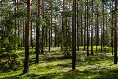 Sihirli peri masalı ormanı. Orman terapisi ve stredd yardım.