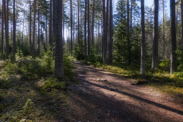 Чарівний Казковий Ліс Лісова Терапія Рельєф Ліцензійні Стокові Фото
