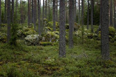 Sihirli peri masalı ormanı. Orman terapisi ve stredd yardım.