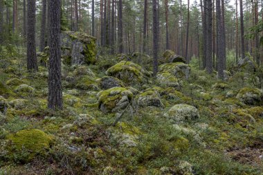Sihirli peri masalı ormanı. Orman terapisi ve stredd yardım.
