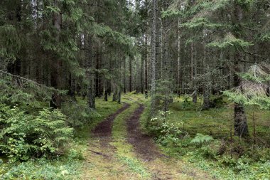 Sihirli peri masalı ormanı. Orman terapisi ve stredd yardım.