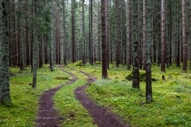 Sihirli peri masalı ormanı. Orman terapisi ve stredd yardım.