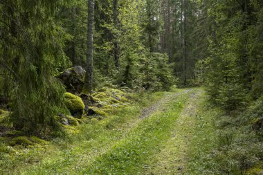Sihirli peri masalı ormanı. Orman terapisi ve stredd yardım.