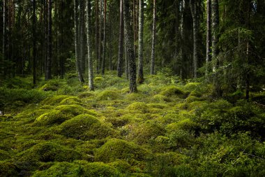 Sihirli peri masalı ormanı. Orman terapisi ve stredd yardım.