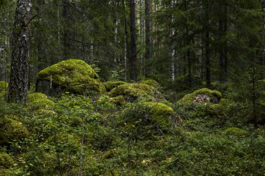 Sihirli peri masalı ormanı. Orman terapisi ve stredd yardım.