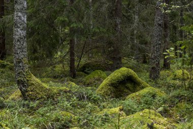 Sihirli peri masalı ormanı. Orman terapisi ve stredd yardım.