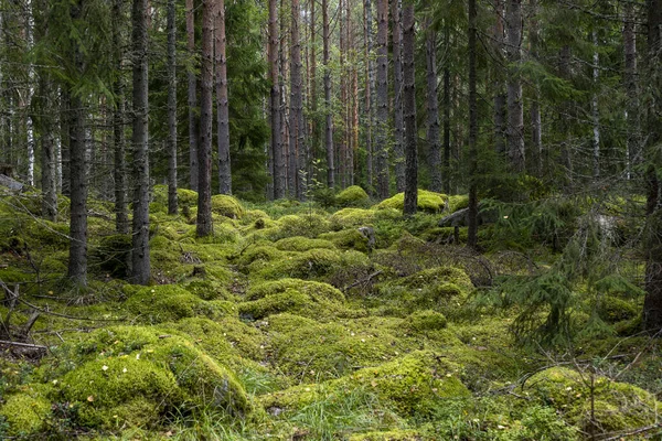 Zauberhafter Märchenwald Waldtherapie Und Streuhilfe Stockfoto