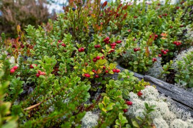 Ormanda yabanmersini (inek üzümü) çalılığı. Çiğ ve organik gıda malzemeleri sağlıklı beslenir.