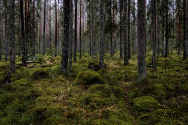 Çam ağacı ormanı. Orman terapisi ve stres atımı