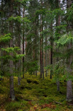 Çam ağacı ormanı. Orman terapisi ve stres atımı