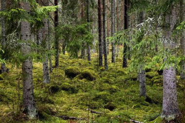 Çam ağacı ormanı. Orman terapisi ve stres atımı