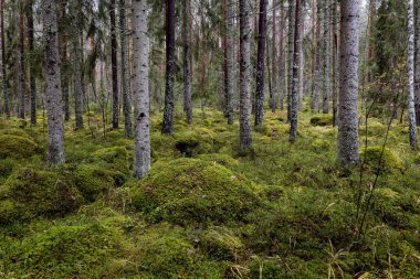 Çam ağacı ormanı. Orman terapisi ve stres atımı