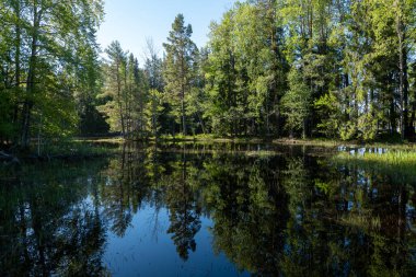 Yazın İsveç nehri ve natura somonl bölgesi. Farnebofjarden Ulusal Parkı, İsveç 'in kuzeyinde..