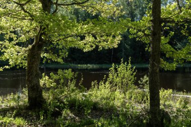 Yazın İsveç nehri ve natura somonl bölgesi. Farnebofjarden Ulusal Parkı, İsveç 'in kuzeyinde..