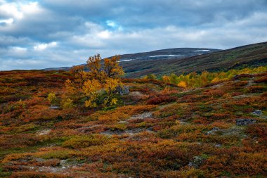 Sonbaharda doğa yürüyüşü. Abisko Ulusal Parkı, İsveç 'in kuzeyinde.