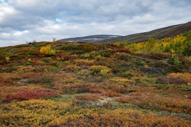 Sonbaharda doğa yürüyüşü. Abisko Ulusal Parkı, İsveç 'in kuzeyinde.
