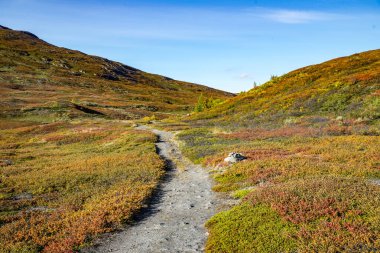 Sonbaharda doğa yürüyüşü. Abisko Ulusal Parkı, İsveç 'in kuzeyinde.
