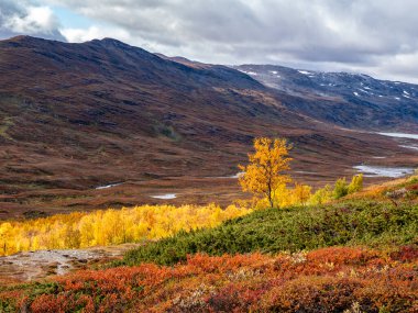 Sonbaharda doğa yürüyüşü. Abisko Ulusal Parkı, İsveç 'in kuzeyinde.