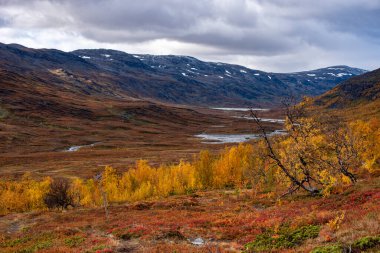 Sonbaharda doğa yürüyüşü. Abisko Ulusal Parkı, İsveç 'in kuzeyinde.