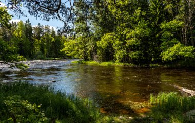 Yazın İsveç nehri ve natura somonl bölgesi. Farnebofjarden Ulusal Parkı, İsveç 'in kuzeyinde..