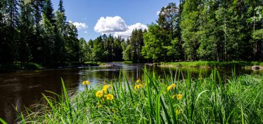 Swedish river and natura salmonl area in summer. Farnebofjarden national park in north of Sweden. clipart