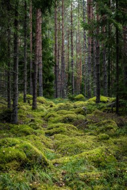 Yeşil yosunlarla kaplı büyülü orman manzarası. Orman terapisi ve stres atımı