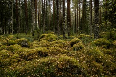 Yeşil yosunlarla kaplı büyülü orman manzarası. Orman terapisi ve stres atımı