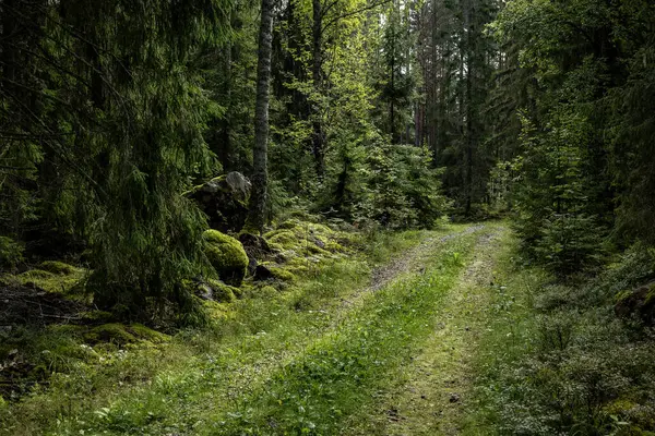 Stock image Magical forest landscape covered with green moss. Forest therapy and stress relief