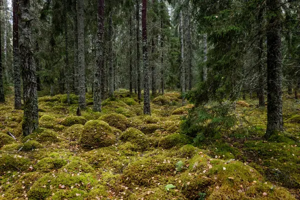 Stock image Magical forest landscape covered with green moss. Forest therapy and stress relief