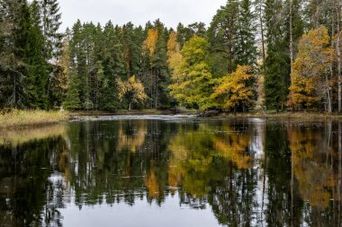 İsveç nehri ve sonbaharda somon somonu. Farnebofjarden Ulusal Parkı, İsveç 'in kuzeyinde..