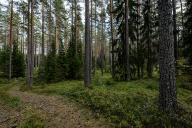 Yeşil yosunlarla kaplı büyülü orman manzarası. Orman terapisi ve stres atımı