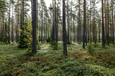 Yeşil yosunlarla kaplı büyülü orman manzarası. Orman terapisi ve stres atımı
