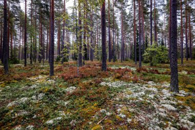 Yeşil yosunlarla kaplı büyülü orman manzarası. Orman terapisi ve stres atımı