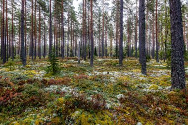 Yeşil yosunlarla kaplı büyülü orman manzarası. Orman terapisi ve stres atımı