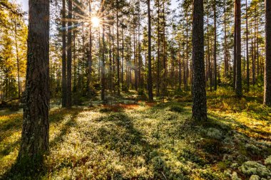 Güneşli bir günde yeşil yosunlarla kaplı büyülü orman manzarası. Orman terapisi ve stres atımı