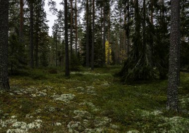 Güneşli bir günde yeşil yosunlarla kaplı büyülü orman manzarası. Orman terapisi ve stres atımı