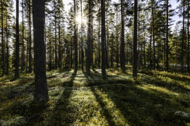 Güneşli bir günde yeşil yosunlarla kaplı büyülü orman manzarası. Orman terapisi ve stres atımı