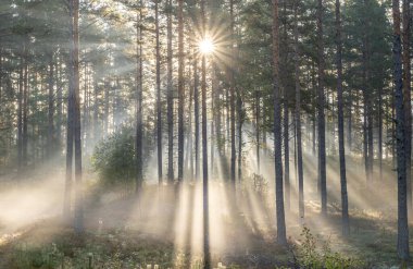 Güneşli bir günde yeşil yosunlarla kaplı büyülü orman manzarası. Orman terapisi ve stres atımı
