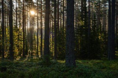 Güneşli bir günde yeşil yosunlarla kaplı büyülü orman manzarası. Orman terapisi ve stres atımı