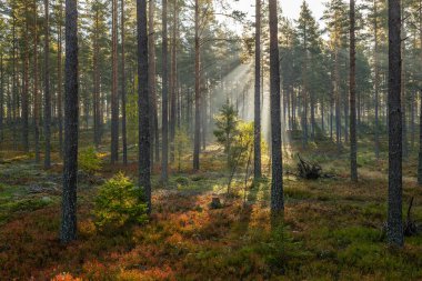 Güneşli bir günde yeşil yosunlarla kaplı büyülü orman manzarası. Orman terapisi ve stres atımı