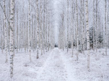 Kır manzarası soğuk bir kış manzarası. Kar ve buzla kaplı.