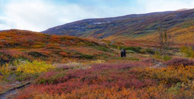 İsveç 'teki donmuş göl üzerindeki kuzey ışıklarının manzarası (Aurora borealis) Farnebofjarden Milli Parkı