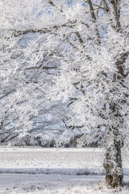 Kır manzarası soğuk bir kış manzarası. Kar ve buzla kaplı.