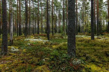 Sonbaharda yeşil yosunlarla kaplı büyülü orman manzarası. Orman terapisi ve stres atımı