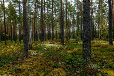 Sonbaharda yeşil yosunlarla kaplı büyülü orman manzarası. Orman terapisi ve stres atımı