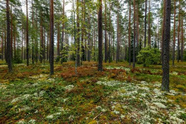 Sonbaharda yeşil yosunlarla kaplı büyülü orman manzarası. Orman terapisi ve stres atımı