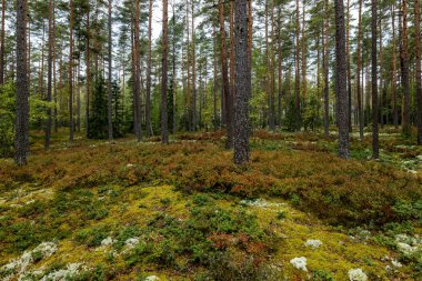 Sonbaharda yeşil yosunlarla kaplı büyülü orman manzarası. Orman terapisi ve stres atımı