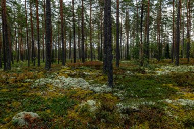 Sonbaharda yeşil yosunlarla kaplı büyülü orman manzarası. Orman terapisi ve stres atımı
