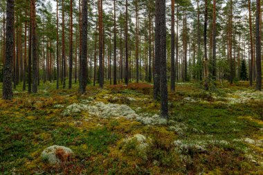 Sonbaharda yeşil yosunlarla kaplı büyülü orman manzarası. Orman terapisi ve stres atımı